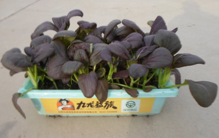 紫油菜-盆栽